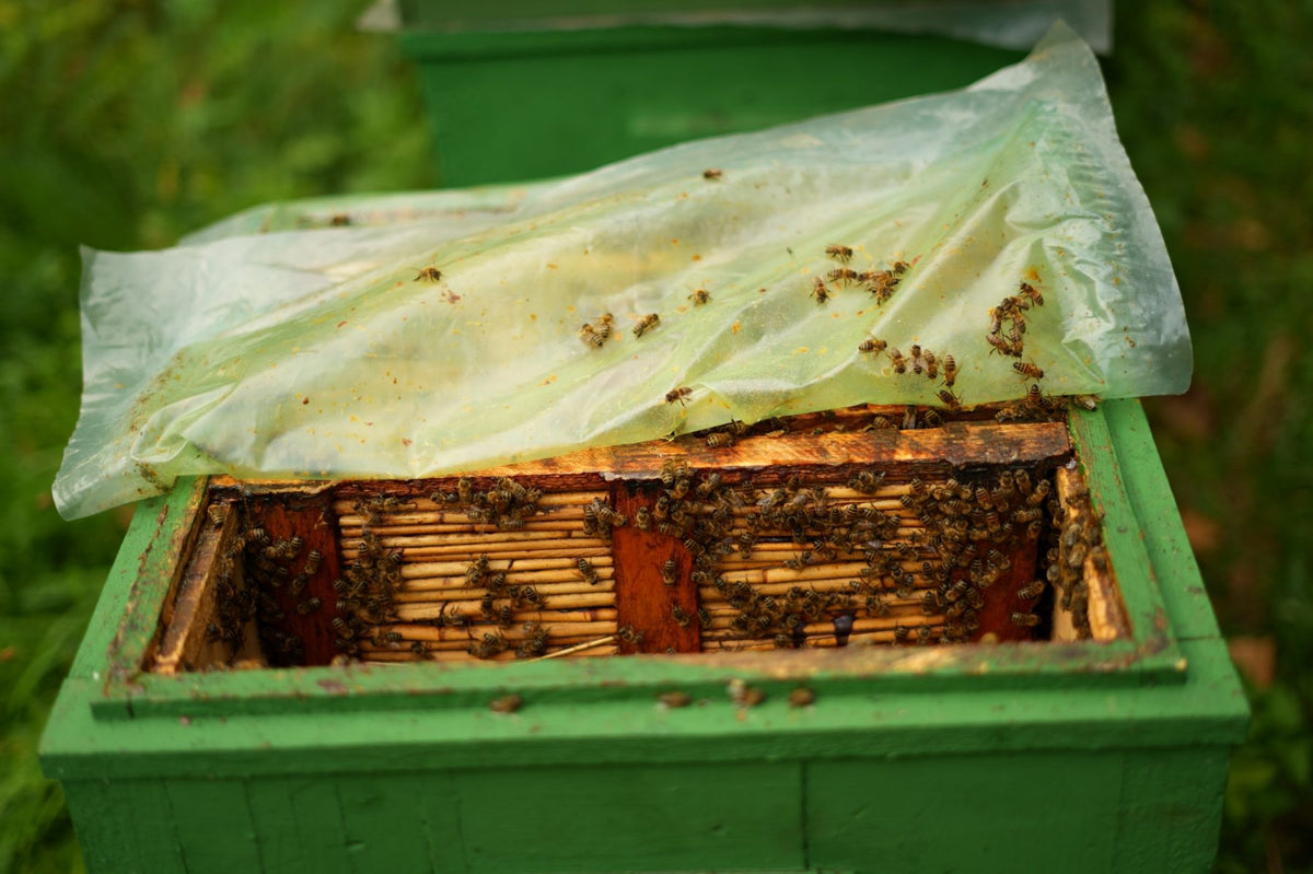 Colmena abierta con abejas