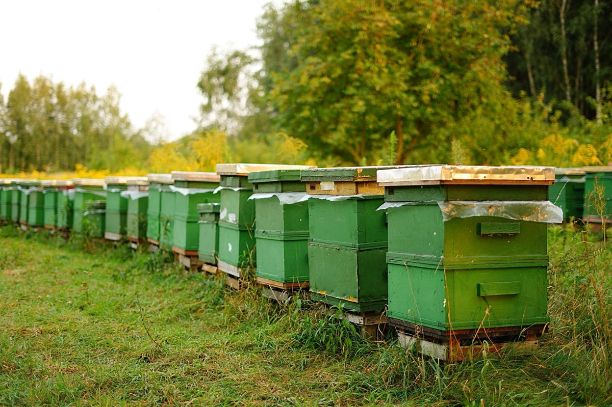 Reihe grüner Bienenstöcke am Waldrand
